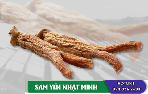 Sự khác biệt giữa hồng sâm và các loại nhân sâm