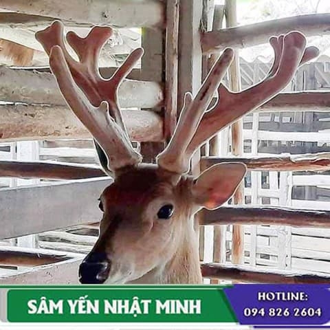 Tác dụng của nhung hươu với bệnh ung thư