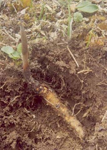 Tác dụng dược lý lâm sàn Đông trùng hạ thảo