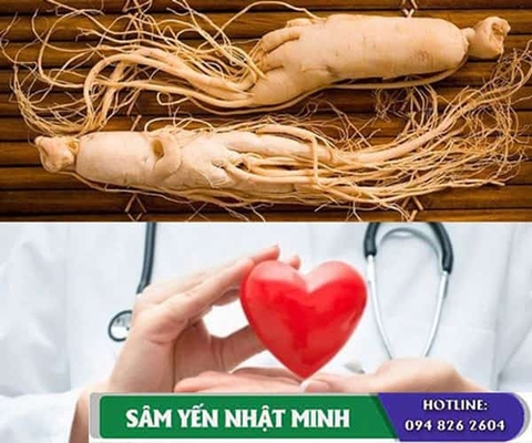 Tác dụng của nhân sâm đối với bệnh tim mạch