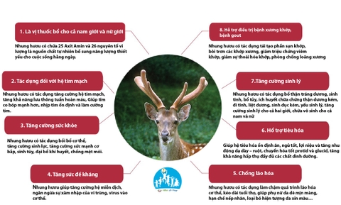 Lợi ích nhung hươu