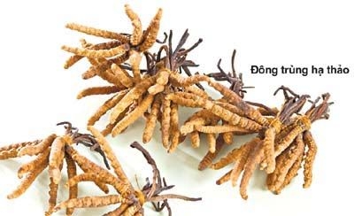 Đông trùng hạ thảo – từ truyền thuyết đến thực tế