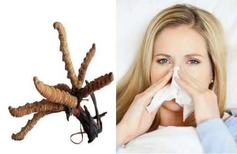 Vai trò của Đông trùng hạ thảo với hệ miễn dịch