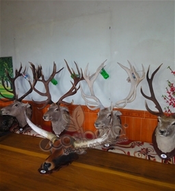 Sừng hươu nguyên chiếc đối xứng Siberia Ngoại nhập | 100% Hàng thật