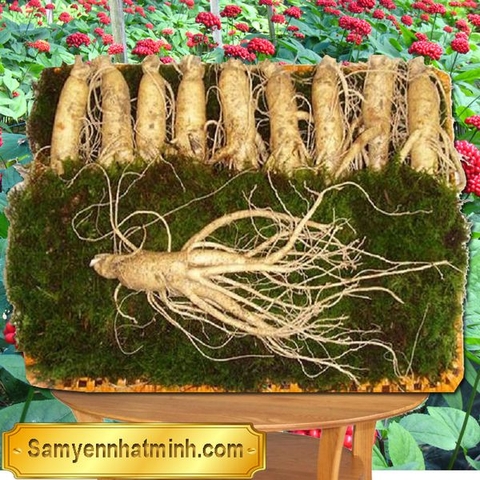 Nhân Sâm Tươi 10 Củ 1 Kg