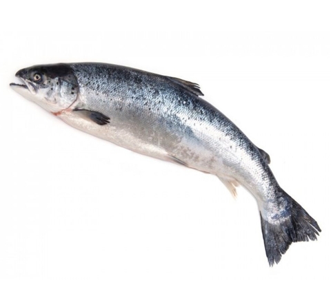 Cá hồi Organic (hữu cơ) Na Uy nguyên con tươi 6-7kg