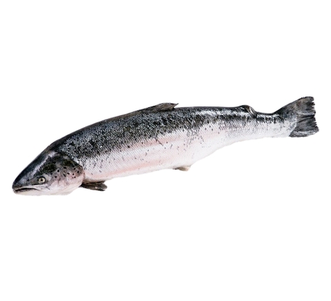 Cá hồi Na Uy nguyên con tươi 5-7kg