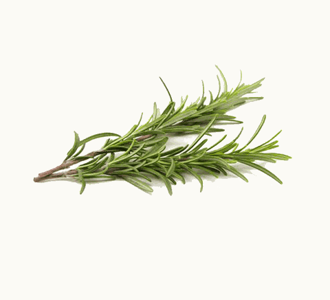 Lá hương thảo (rosemary) Đà Lạt gói 100g