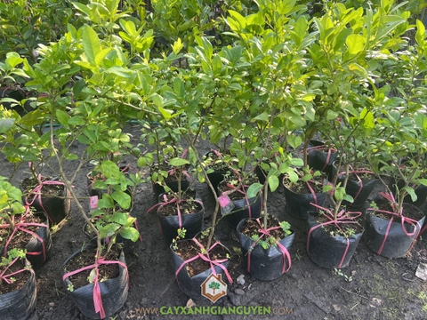 Cây Chanh Bông Tím Nuôi ( Sang Bầu)