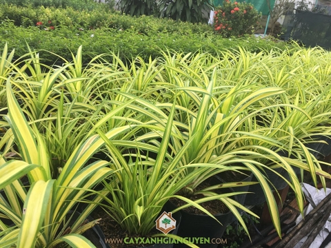 Cây Dứa Vạn Phát