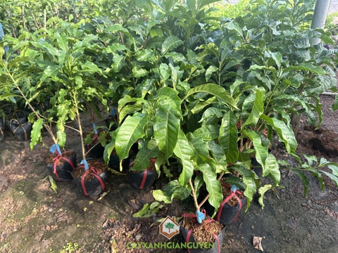 Cây Vú Sữa Hoàng Kim Ghép
