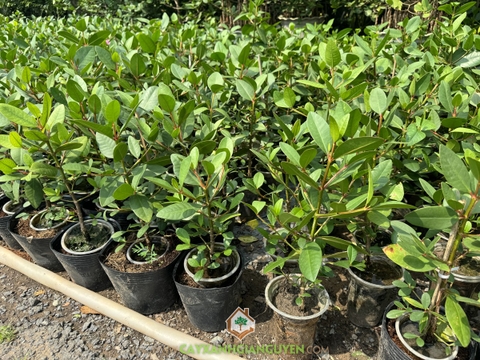 Cây Bần Ổi