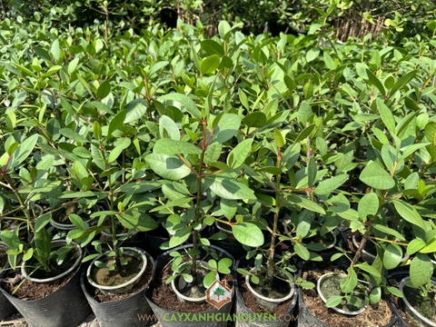 Cây Bần Ổi