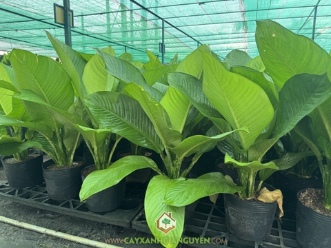 Cây Đại Phú Gia