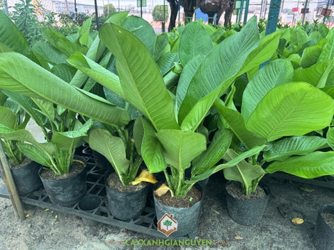 Cây Đại Phú Gia