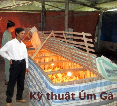 Cách úm gà con hiệu quả để gà ít bệnh, lớn nhanh