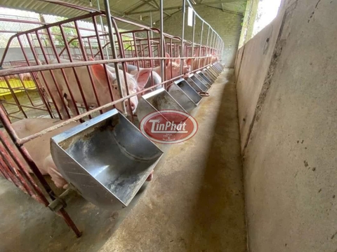 MÁNG ĂN CHO HEO NÁI INOX - LỰA CHỌN TỐT NHẤT CHO NĂNG SUẤT CHĂN NUÔI HIỆU QUẢ