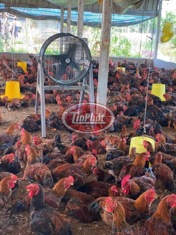 QUẠT THỔI GIÓ CÔNG NGHIỆP - GIẢI PHÁP LÀM MÁT TỐI ƯU