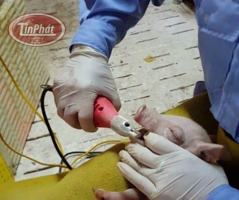 MÁY MÀI NANH HEO – THIẾT KẾ NHỎ GỌN, MÀI NHANH, ÊM ÁI