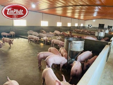 Máng Lợn - Giải Pháp Hiệu Quả Cho Chăn Nuôi Lợn Hiện Đại