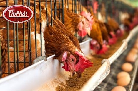 Lồng Gà Đẻ Trứng: Giải Pháp Tối Ưu Cho Hiệu Quả Chăn Nuôi