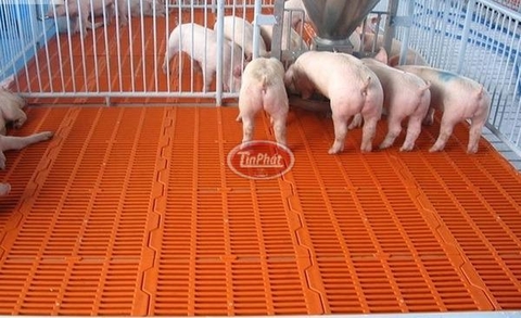 TẤM NHỰA LÓT SÀN CHUỒNG HEO - GIẢI PHÁP VÀNG CHO TRANG TRẠI