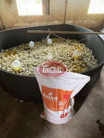 QUÂY ÚM GÀ CON XỐP LÌ - GIẢI PHÁP CHĂN NUÔI HIỆU QUẢ, BỀN VỮNG