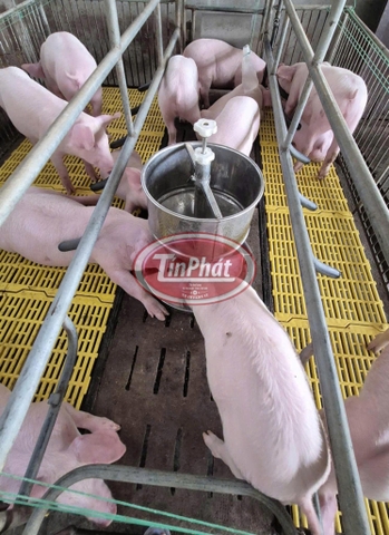 MÁNG LỢN INOX GÀI SÀN - THIẾT KẾ THÔNG MINH, TIỆN LỢI CHO TRANG TRẠI