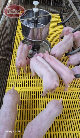 MÁNG ĂN CHO HEO CON INOX NỬA BAO: GIẢI PHÁP TỐI ƯU CHO CHĂN NUÔI HEO HIỆU QUẢ