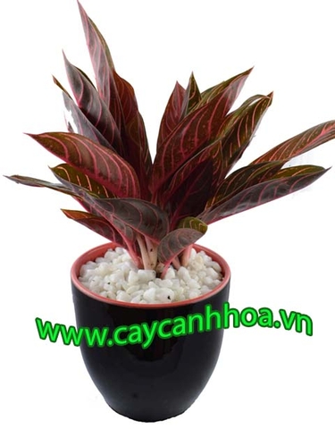 Cây Cung điện đỏ - Bao Thanh Thiên