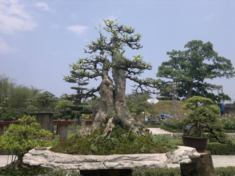 Chăm sóc cây cảnh tại nhà