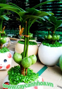 Cây Đại may mắn