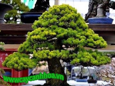 Cây Thông noen ( bonsai )