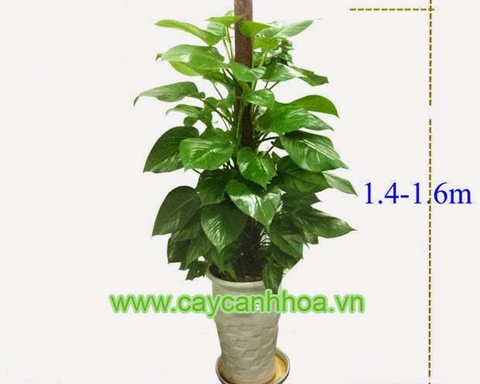 Cây Vạn Niên Thanh Leo Cột