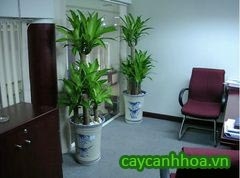 Cây Thiết Mộc Lan