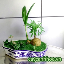 Cây Mawy Mắn 05