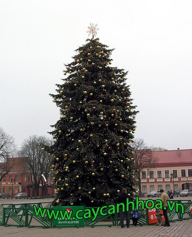 Cây Thông noen ( bonsai )