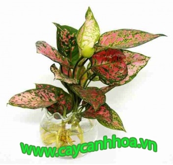 Cây Vạn Lộc