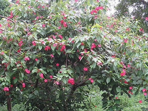 Cây Hồng Mai