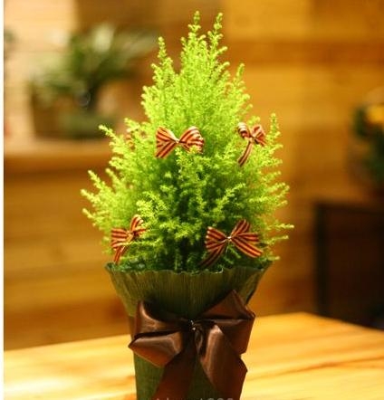 Cây Tùng Thơm Mừng Năm Mới 2016