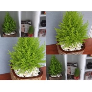 Cây Tùng Thơm Mừng Năm Mới 2016