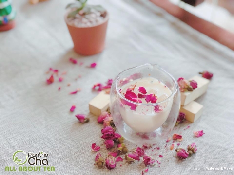 Trà Hoa Hồng Plantrip Cha