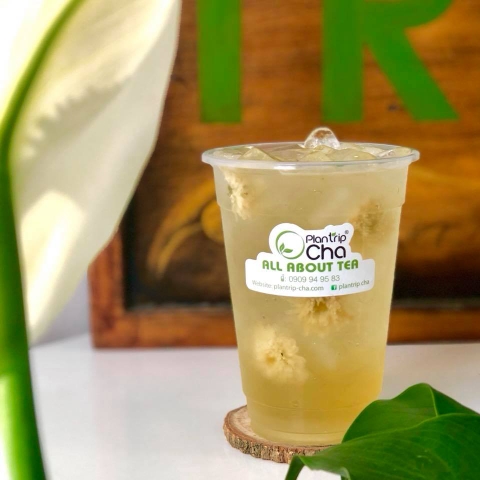 Trà Oolong Hoa Cúc by Plantrip Cha