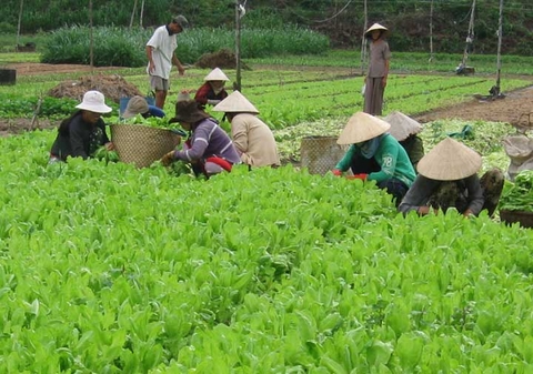Hào hứng vụ đông