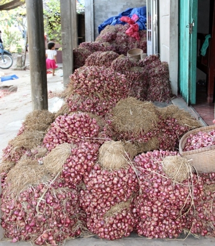 50 nghìn tấn hành tím tồn đọng, nông dân khốn đốn