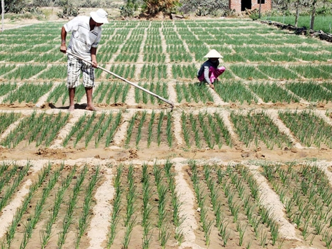 Xuất hiện bệnh lở cổ rễ trên cây hành non