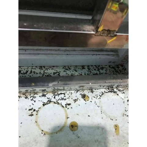 Thuốc Diệt Kiến