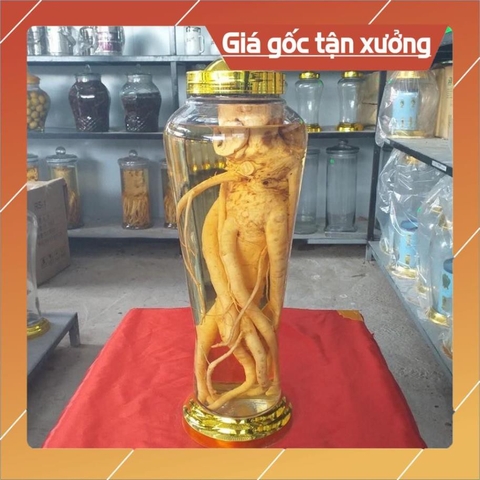 [GIÁ HỦY DIỆT] bình sâm ngâm rượu 3L 4L 6L
