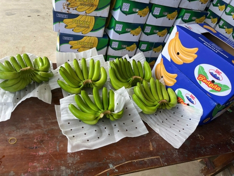 Cavendish Banana