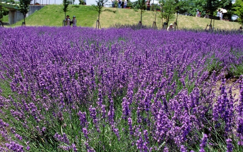 Festival hoa Đà Lạt - Điểm hẹn muôn sắc hoa